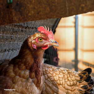 Image from Physics and… Chicken Coops? Archive