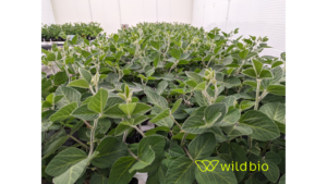 Image from Wild Bioscience: transforming agriculture through innovation News Article